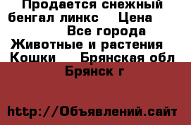 Продается снежный бенгал(линкс) › Цена ­ 25 000 - Все города Животные и растения » Кошки   . Брянская обл.,Брянск г.